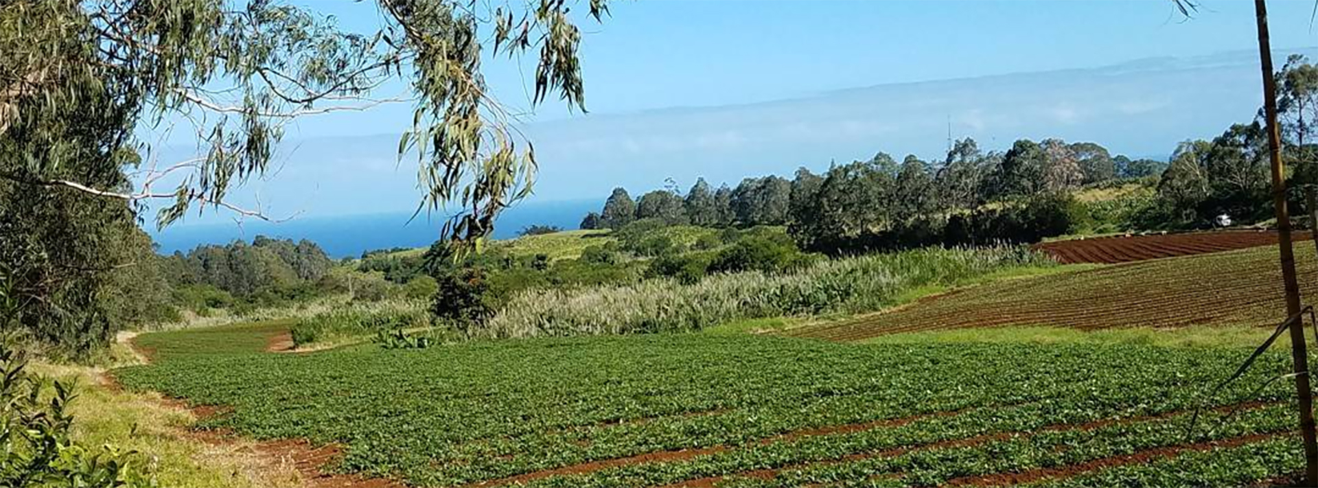 TREX 2017: Collecting soil samples on a sweet potato farm