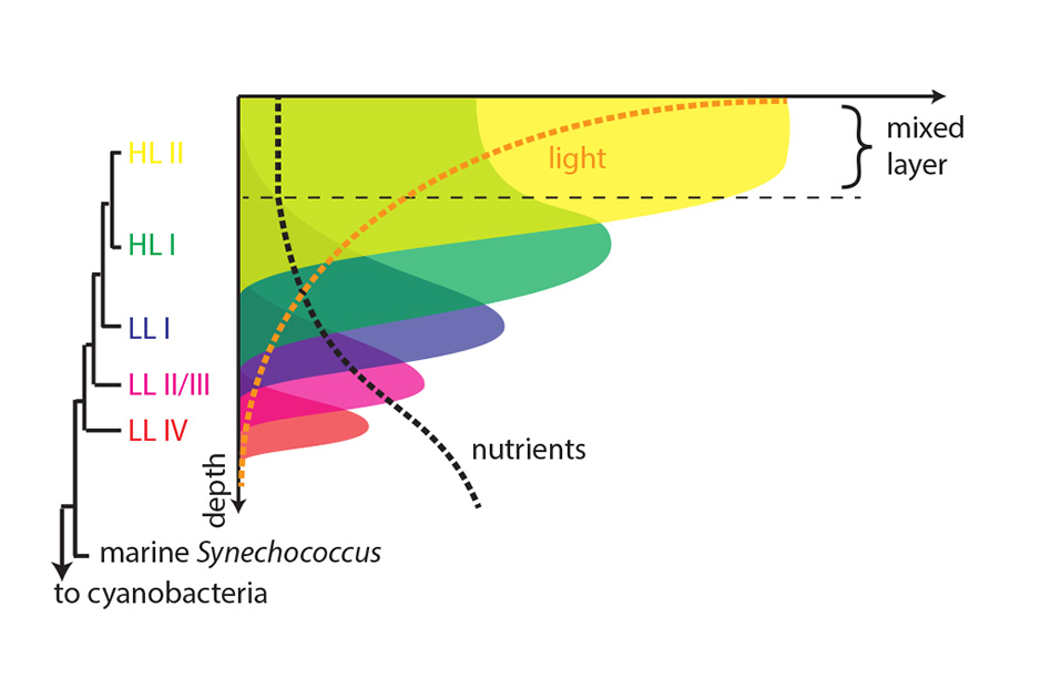 New research shows tiny marine organism holds clues to the evolution of entire ecosystems