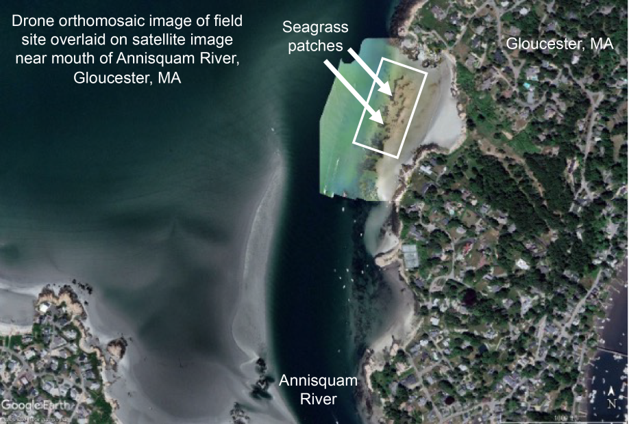 Drone orthomosaic image of field site (which is outlined with a white rectangle) overlaid on satellite image of Gloucester, MA region near the mouth of the Annisquam River. Satellite image copyright Maxar Technologies, 2024.